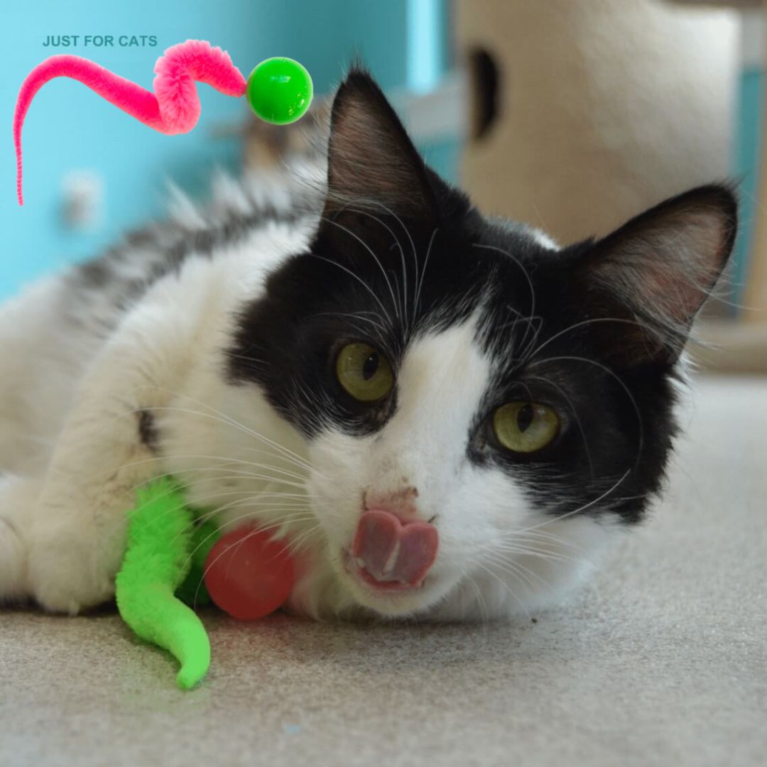 Babeks Paw Wiggler - Cat toy
